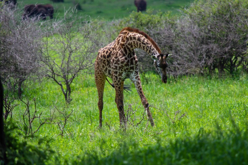 Tarangire National Park