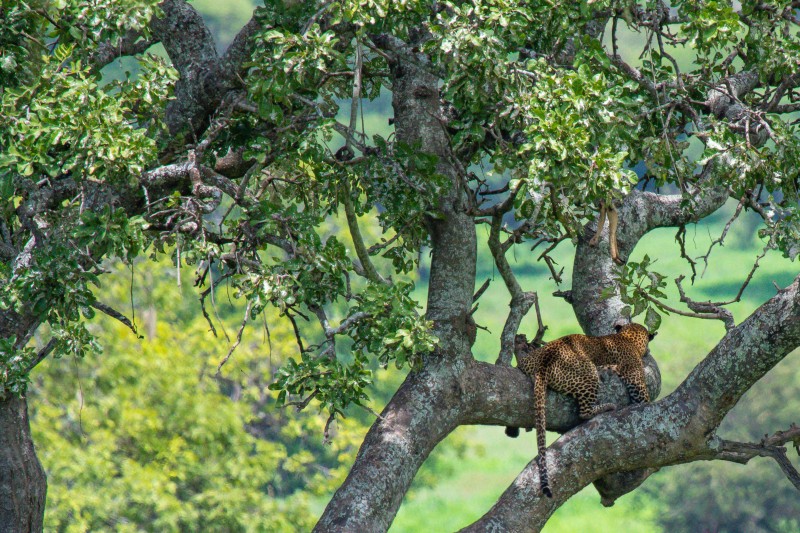 Tarangire National Park