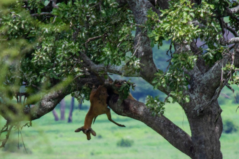 Tarangire National Park