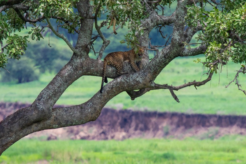 Tarangire National Park