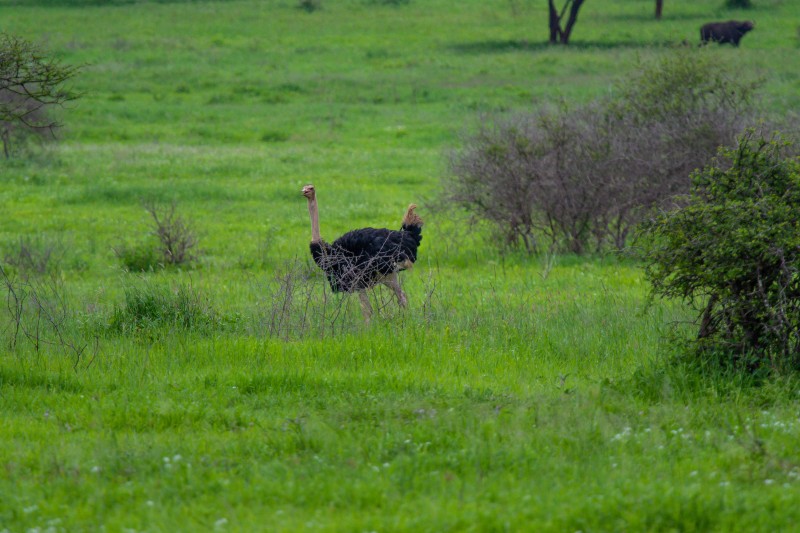 Tarangire National Park