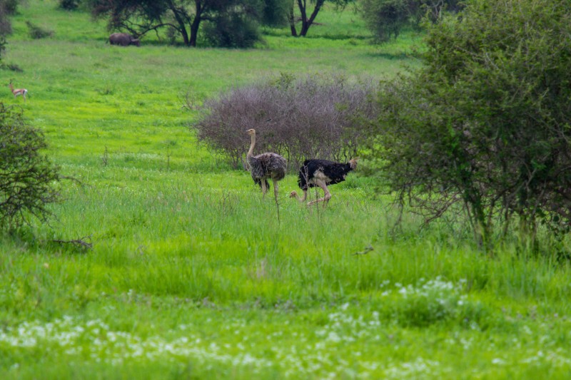 Tarangire National Park