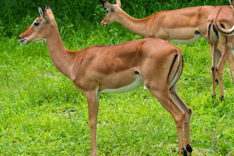 Tarangire National Park