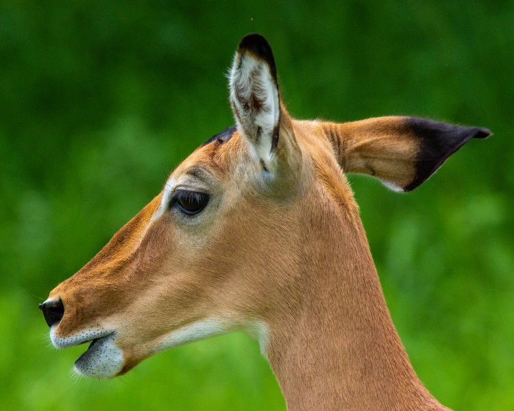 Tarangire National Park