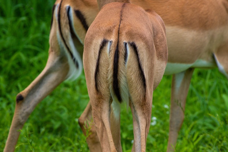 Tarangire National Park