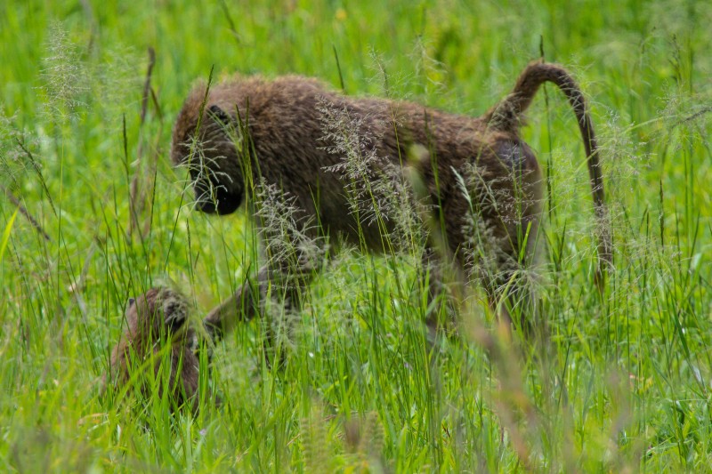 Tarangire National Park