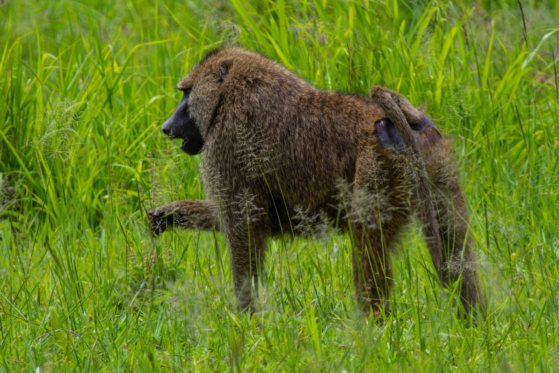 Tarangire National Park