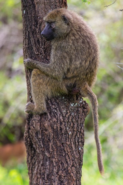 Tarangire National Park