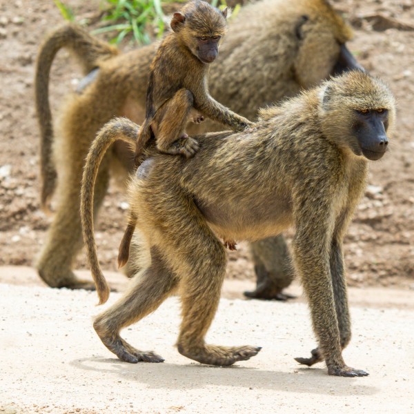 Tarangire National Park