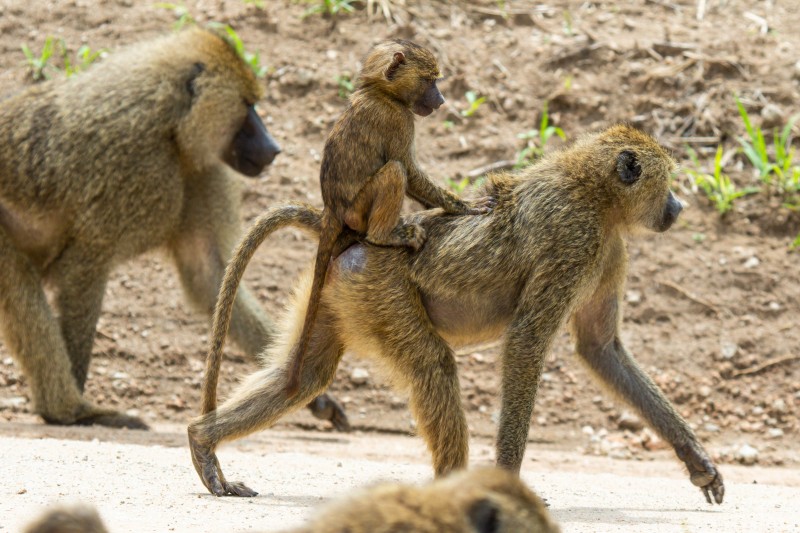 Tarangire National Park