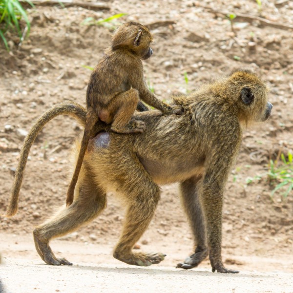 Tarangire National Park