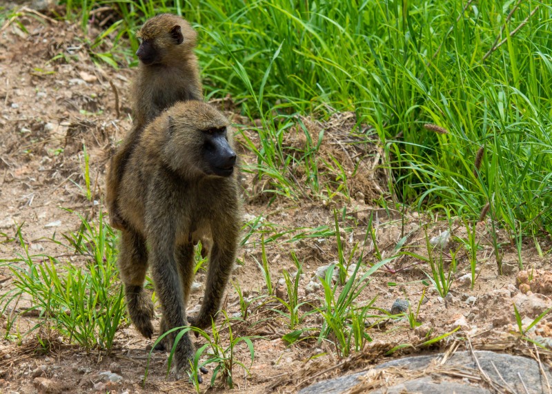 Tarangire National Park