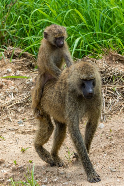 Tarangire National Park