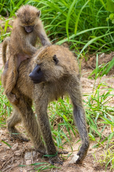 Tarangire National Park