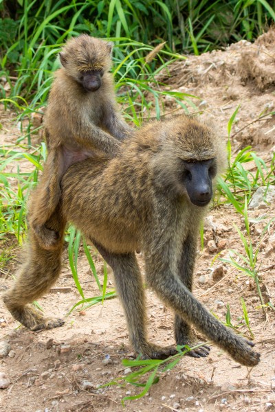 Tarangire National Park