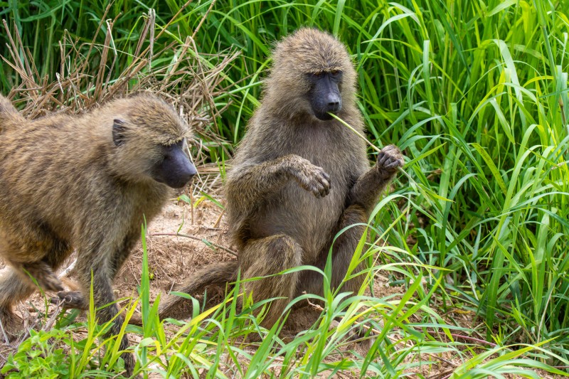 Tarangire National Park