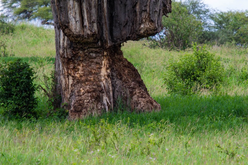 Tarangire National Park