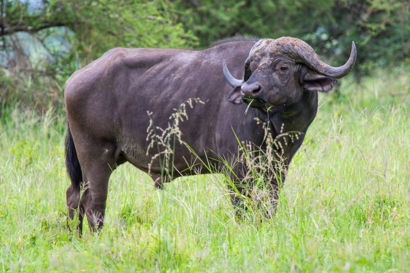 Tarangire National Park