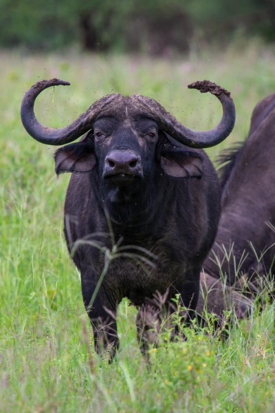 Tarangire National Park