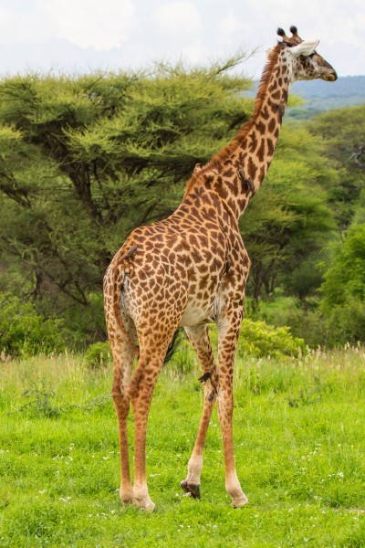 Tarangire National Park