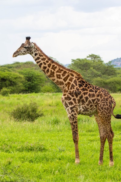 Tarangire National Park