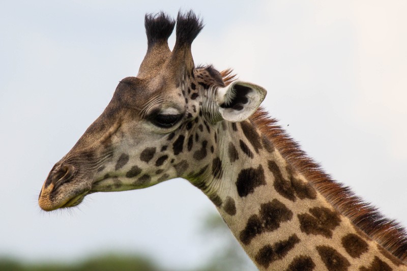 Tarangire National Park