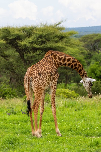 Tarangire National Park