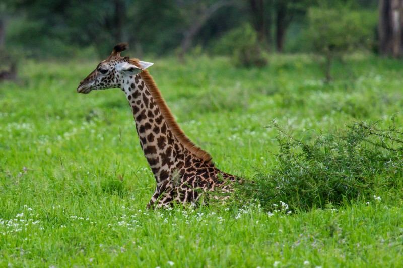 Tarangire National Park