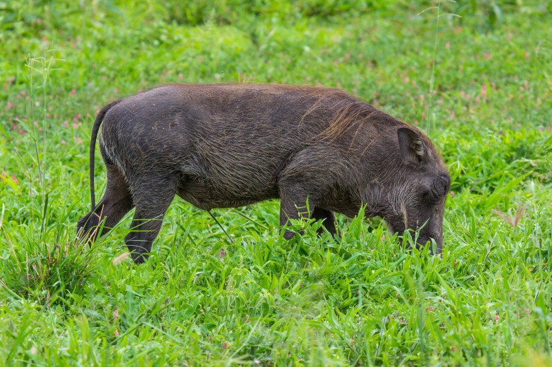 Tarangire National Park