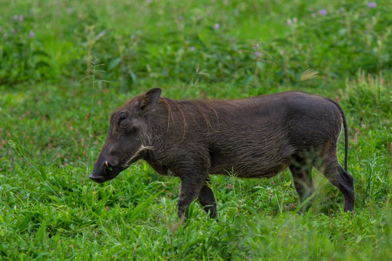 Tarangire National Park