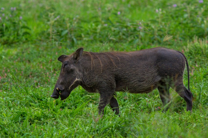 Tarangire National Park