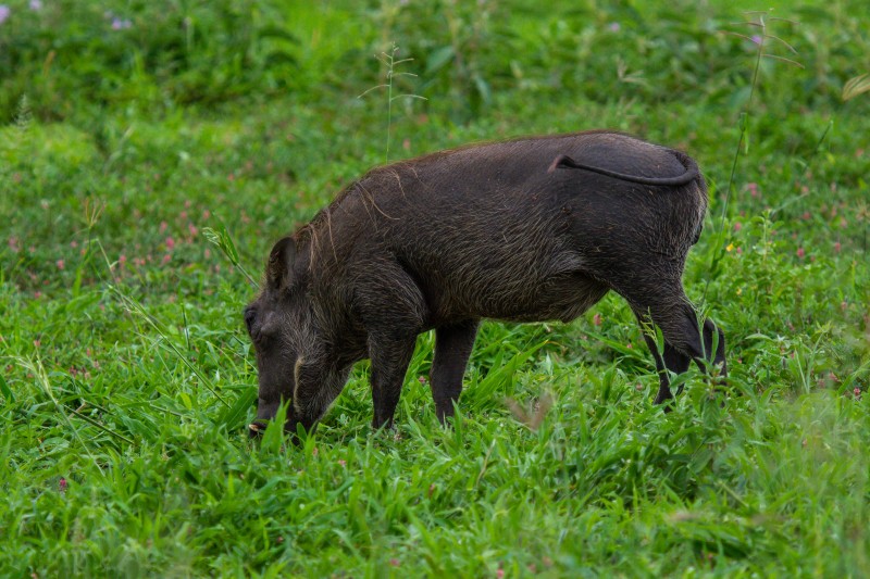 Tarangire National Park