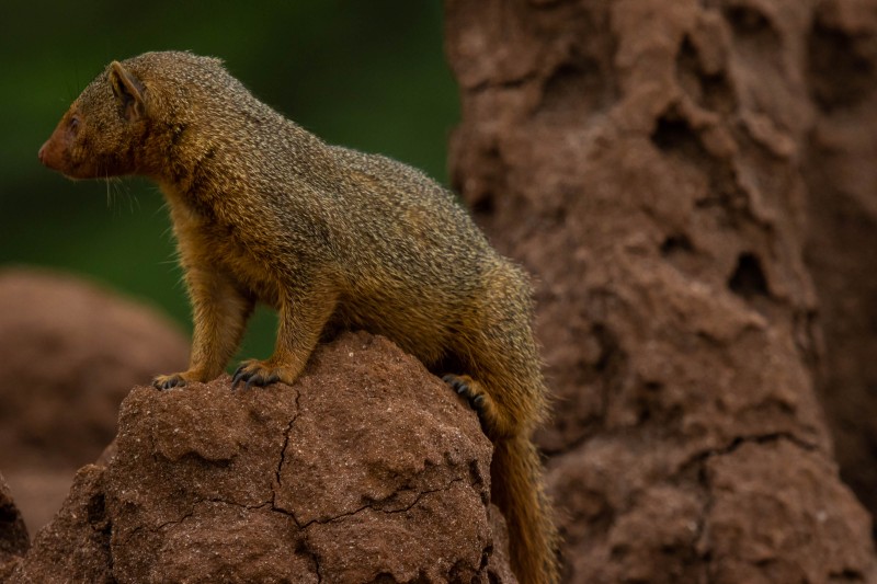 Tarangire National Park