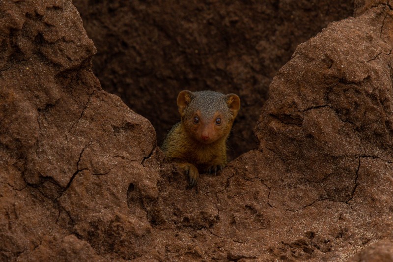 Tarangire National Park