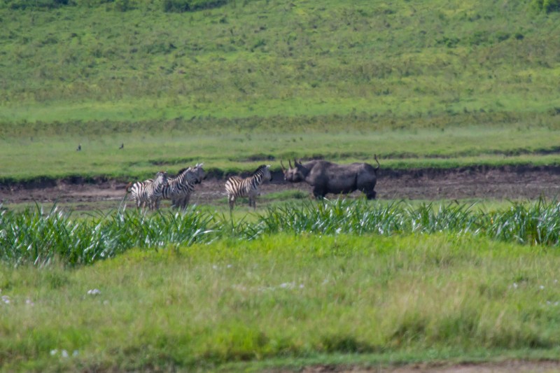 Ngorongoro Crater