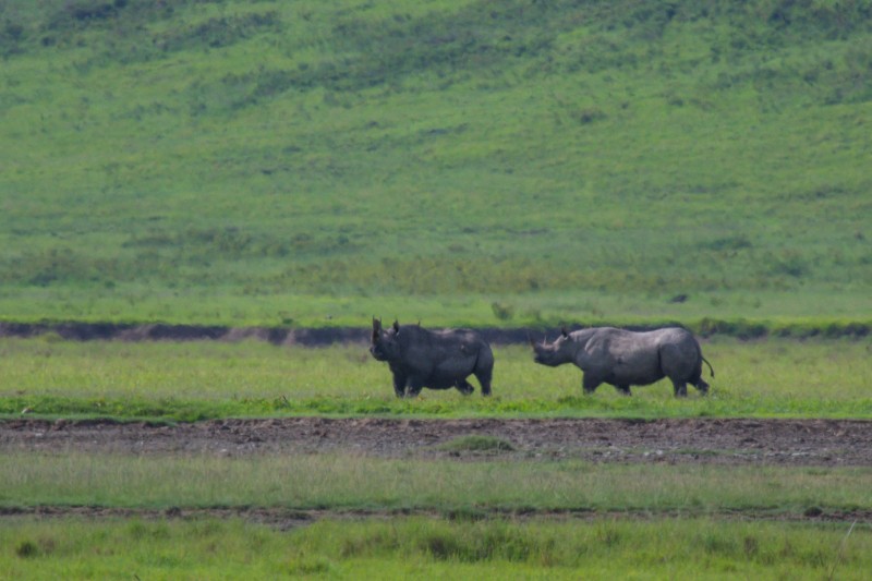 Ngorongoro Crater