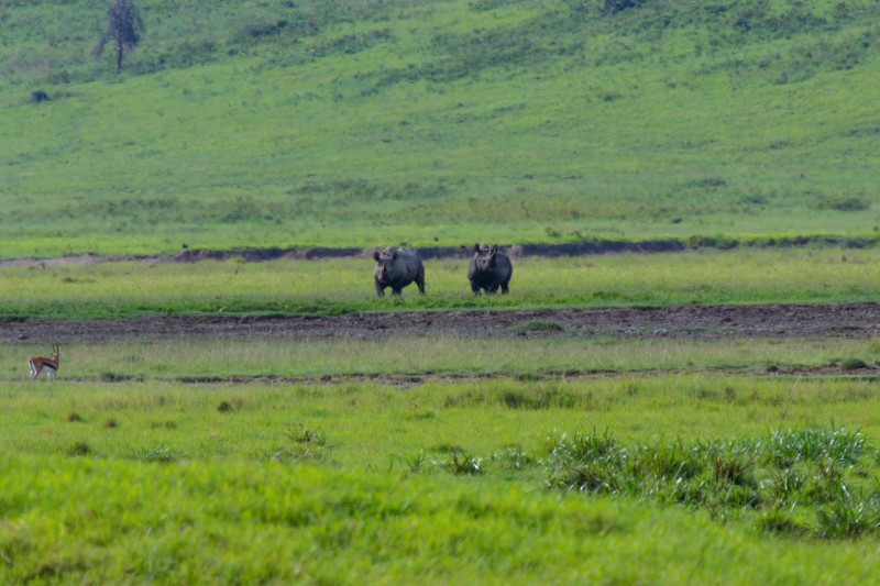 Ngorongoro Crater