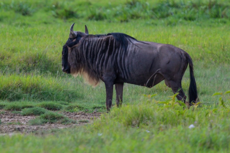 Ngorongoro Crater