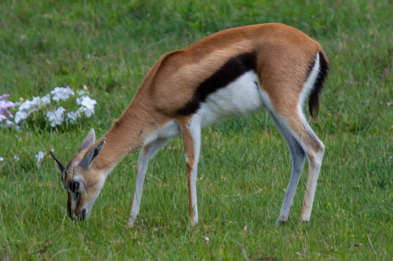 Ngorongoro Crater