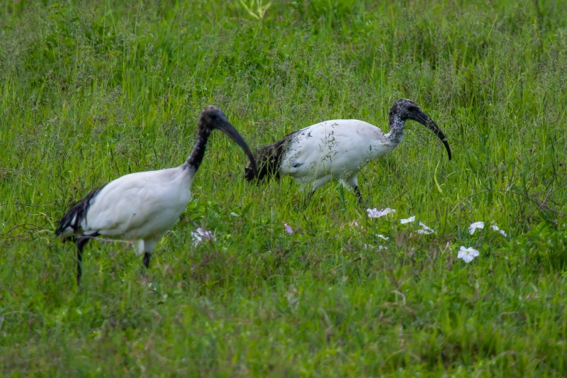 Ngorongoro Crater