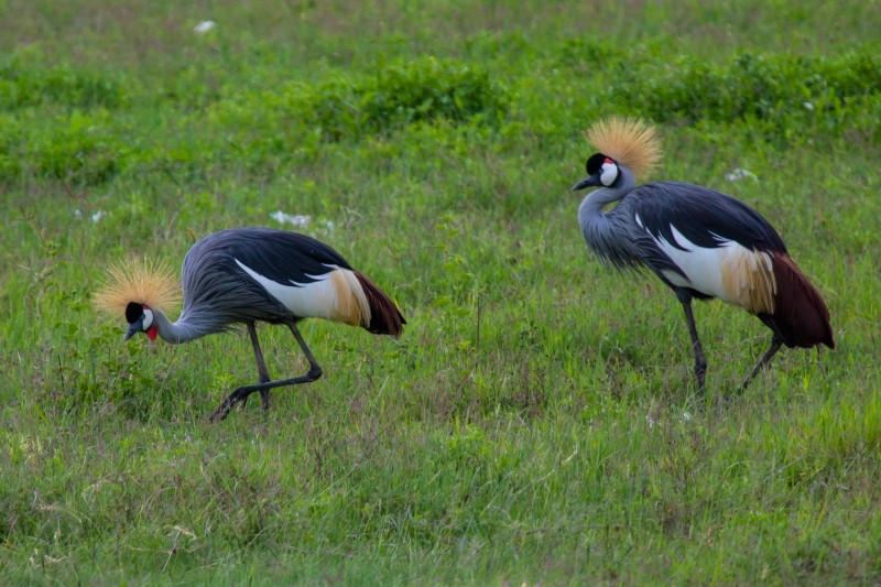 Ngorongoro Crater