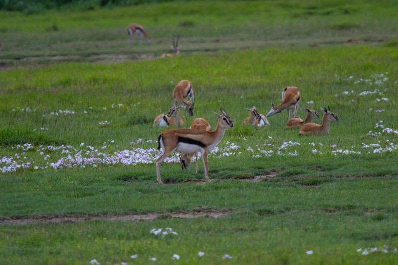 Ngorongoro Crater