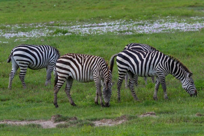 Ngorongoro Crater