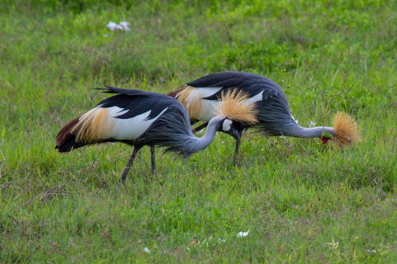 Ngorongoro Crater