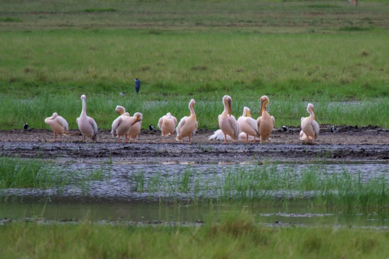 Ngorongoro Crater