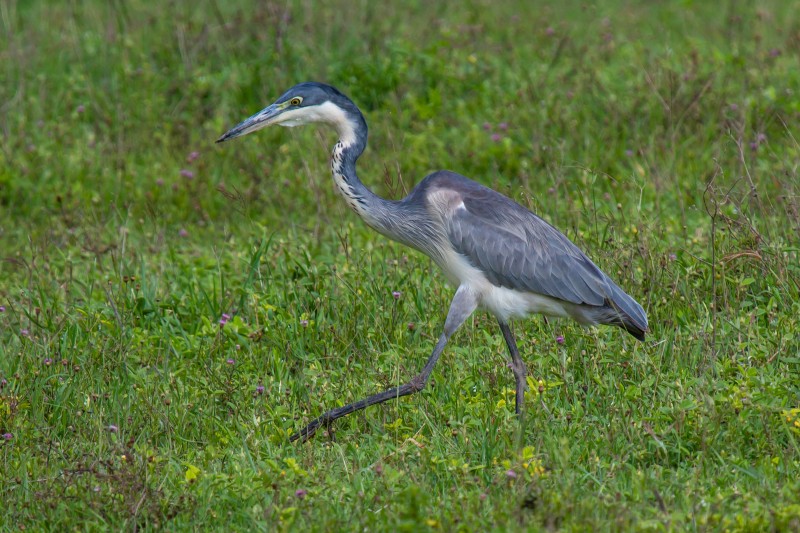 Ngorongoro Crater