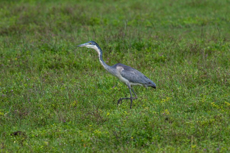 Ngorongoro Crater