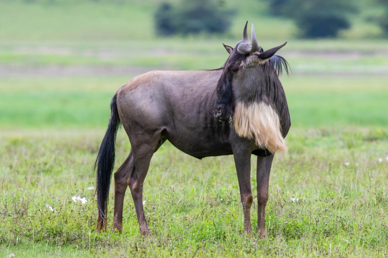 Ngorongoro Crater