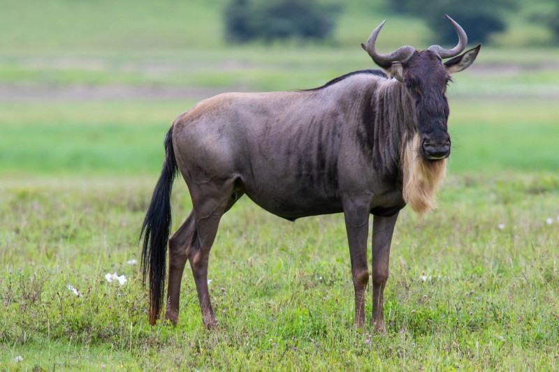 Ngorongoro Crater