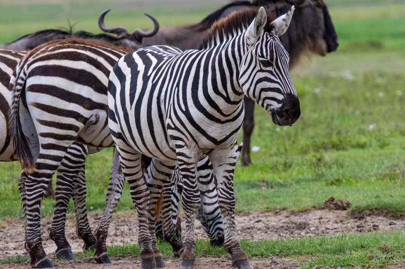 Ngorongoro Crater